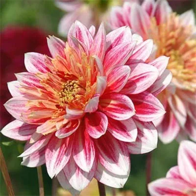 Жоржина Garden Show фото