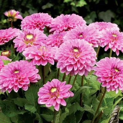 Жоржина Go Go Pink фото