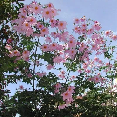 Жоржина Imperiallis фото