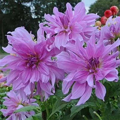 Жоржина Lavender Ruffles фото