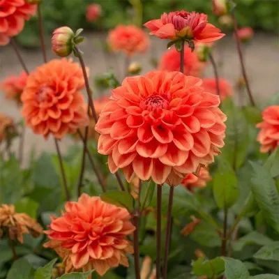 Жоржина Orange Nugget фото