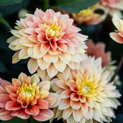 Жоржина Sunset Tropicana фото