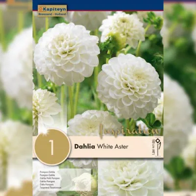 Жоржина White Aster (Брендові цибулини KAPITEYN®) фото