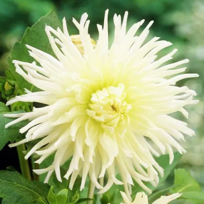 Жоржина White Star фото