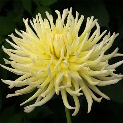 Жоржина Yellow Star фото