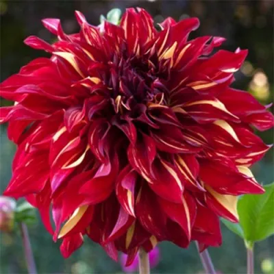 Жоржина Bohemian Spartacus фото