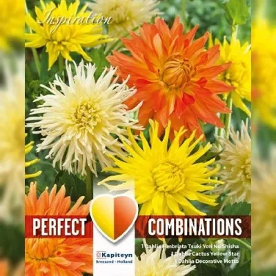 Жоржина декоративна Orange, Yellow and White Shades (Брендові цибулини KAPITEYN®) фото
