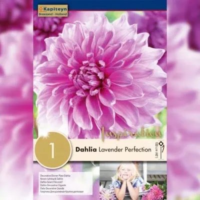 Жоржина Lavender Perfection (Брендові цибулини KAPITEYN®) фото