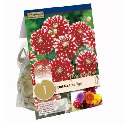 Жоржина Little Tiger (Брендові цибулини KAPITEYN®) фото