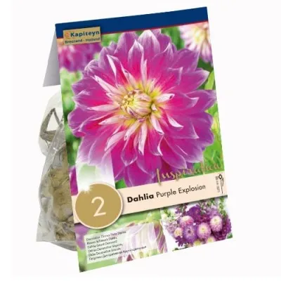 Жоржина Purple Explosion (Брендові цибулини KAPITEYN®) фото