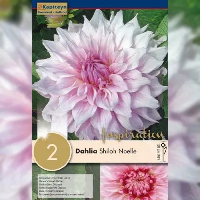 Жоржина Shiloh Noelle (Брендові цибулини KAPITEYN®) фото