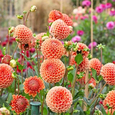 Жоржина Сornel Brons фото