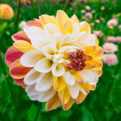Жоржина Double Jill фото