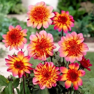 Жоржина Floorinoor фото