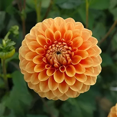 Жоржина Geerlings Beatrice фото