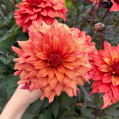 Жоржина Orange Paradise фото