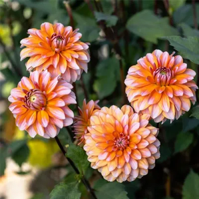 Жоржина Peaches and Vanilla фото