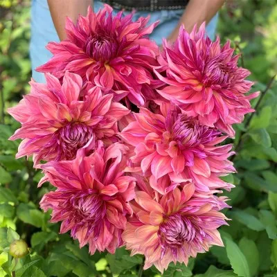 Жоржина Penhill Dark Monarch фото