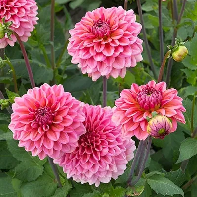 Жоржина Pink Runner фото