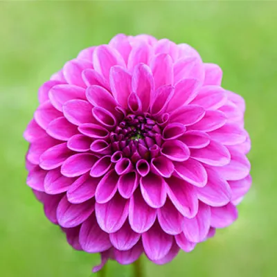 Жоржина Purple Fox фото