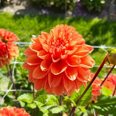 Жоржина Royal King (Orange King) фото