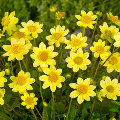 Жоржина Topmix Yellow фото