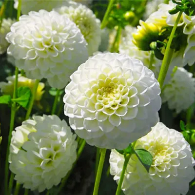 Жоржина White Aster фото