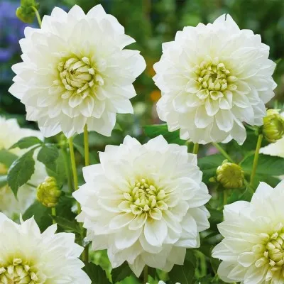 Жоржина White Perfection фото