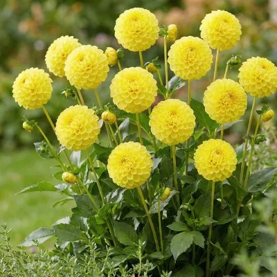 Жоржина Yellow Don фото