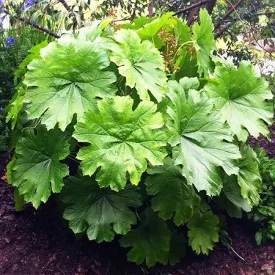 Дармера Peltata фото