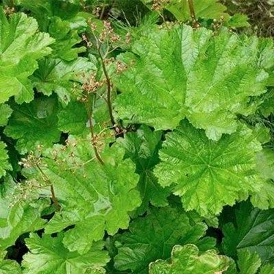 Дармера Peltata фото