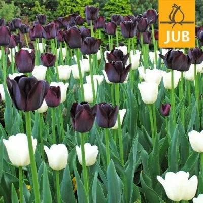 Мікс ландшафтний Daylight to Dusk (Брендові цибулини Jub Holland) фото