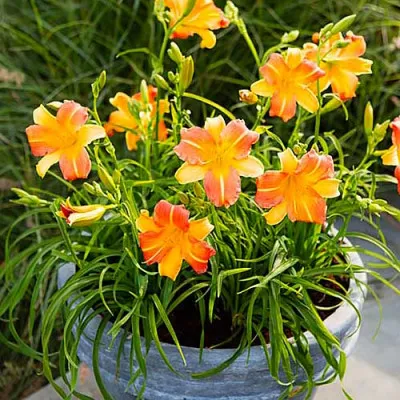 Лілейник EveryDaylily Punch Yellow фото