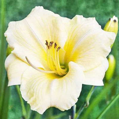Лілейник Longfields Pearl фото