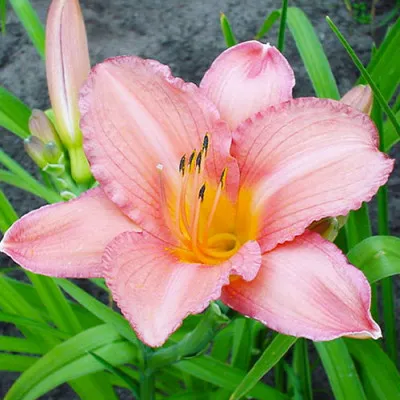 Лілейник EveryDaylily Pink Wing фото