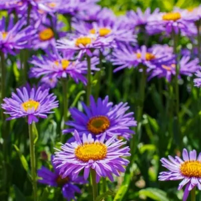 Айстра Alpinus Light Blue фото