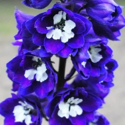 Дельфініум Magic Fountains Dark Blue White Bee фото
