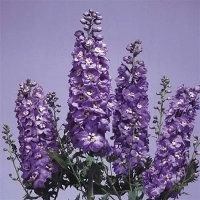 Дельфініум Lavender White Bee фото