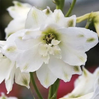 Дельфініум Magic Fountain White фото