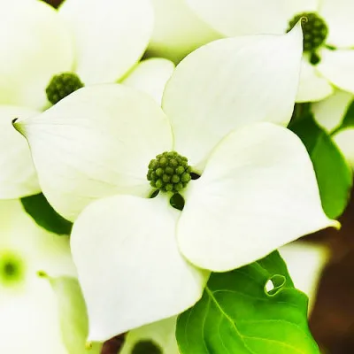 Дерен Kousa Chinensis фото
