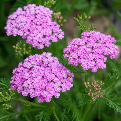 Деревій Lilac Beauty фото