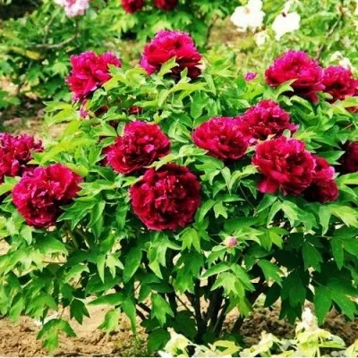 Півонія Baiyuan's Red Clouds Bai Yuan Hong Xia деревовидна  фото
