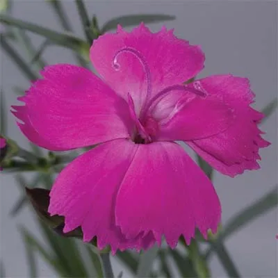 Гвоздика Dinetta Purple фото