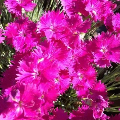 Гвоздика Dinetta Purple фото