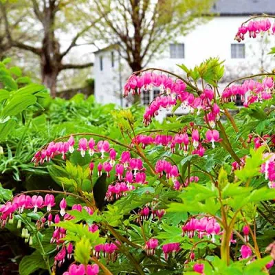 Дицентра Spectabilis фото