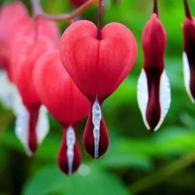 Дицентра Valentine фото