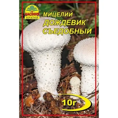 Дощовик їстівний фото