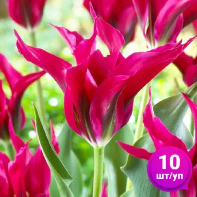 Тюльпан Doll's Minuet (Долс Мінует) 10 шт/уп фото