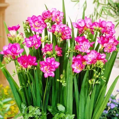 Фрезія Double Pink (Акційна) фото
