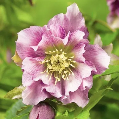 Морозник Double Ellen Pink фото